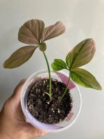 Лот: 25343889. Фото: 3. Сингониум Рэд Спот Триколор. Растения и животные