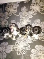 Лот: 10705328. Фото: 3. Щенки от маленькой собаки. Растения и животные