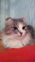 Лот: 7246071. Фото: 2. Кошка в ответственные руки!. Животные и уход