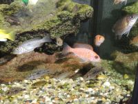 Лот: 8232664. Фото: 2. Аулонокара Блю Неон Хай Риф (самочки... Аквариумистика