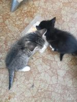Лот: 13823232. Фото: 3. Котята бесплатно. Растения и животные