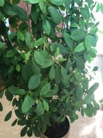 Лот: 12077483. Фото: 4. Каучуковый Фикус. Красноярск