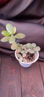 Лот: 8678257. Фото: 4. Крассула (Crassula ovata) - Денежное... Красноярск