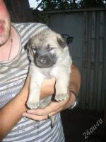 Лот: 1929631. Фото: 3. щенки на охрану. Растения и животные