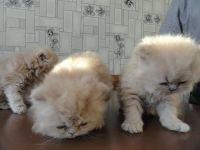 Лот: 3392231. Фото: 4. Персидские котята. Красноярск