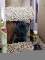 Лот: 18664618. Фото: 2. котята. Животные и уход