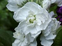 Лот: 12883712. Фото: 2. Семена левкоя карликового белого... Семена, рассада, садовые растения