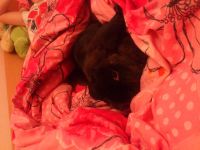 Лот: 4518396. Фото: 3. кролик. Растения и животные