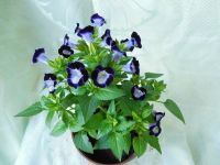 Лот: 7788598. Фото: 3. Торения тёмно-синяя (цветущий... Растения и животные