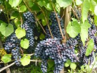 Лот: 9740501. Фото: 7. виноград плодоносящий, сорт Алешенькин...