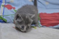 Лот: 6842895. Фото: 3. Отдам в хорошие руки котят!. Растения и животные