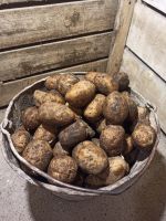 Лот: 25669299. Фото: 7. Картофель