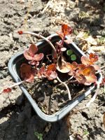 Лот: 17575860. Фото: 2. Седум Mahogany Red. Семена, рассада, садовые растения