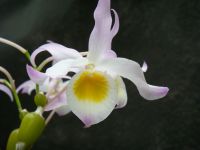 Лот: 13998770. Фото: 3. Dendrobium findlayanum Fragrant. Растения и животные