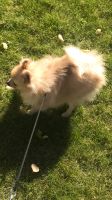 Лот: 14610624. Фото: 2. Щенок 🐶 шпица 🐶 Девочка 6 месяцев. Животные и уход
