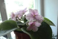 Лот: 9969984. Фото: 2. фиалка розовая с белым гофрированным... Комнатные растения и уход