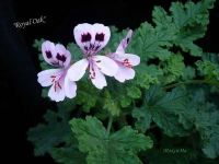 Лот: 7579144. Фото: 2. Душистая пеларгония "Royal Oak... Комнатные растения и уход