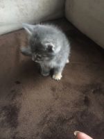Лот: 20854912. Фото: 6. котенок Бусинка
