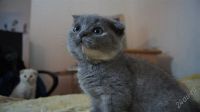 Лот: 1287917. Фото: 2. Шотландские вислоухие кошечки... Животные и уход
