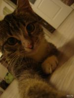 Лот: 8364427. Фото: 3. Котенок Лечебный. Растения и животные