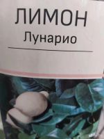 Лот: 25523035. Фото: 3. лимон плодоносящий. Растения и животные