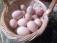 Лот: 7719156. Фото: 2. Яйцо куриное деревенское. Продукты