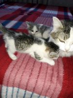 Лот: 11958011. Фото: 5. Котят от додим даром