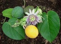 Лот: 8540716. Фото: 2. Passiflora Edulis или Маракуйя... Семена, рассада, садовые растения