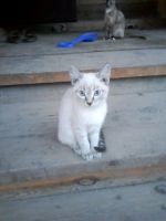 Лот: 11700435. Фото: 5. Котята