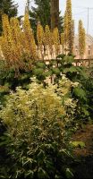 Лот: 16004352. Фото: 3. Лабазник Variegata. Для дачи, дома, огорода, бани, парка