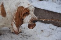 Лот: 10064000. Фото: 7. Подростки бассет хаундов к году...