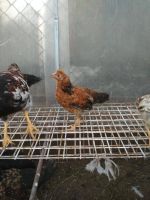 Лот: 9835589. Фото: 3. цыплята помесные. Растения и животные