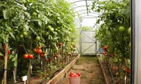 Лот: 8225867. Фото: 12. Капельный полив Жук от ёмкости...
