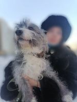 Лот: 21171744. Фото: 3. Две маленькие собачки породы оттобраун... Растения и животные