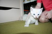 Лот: 9011224. Фото: 4. Шотландский прямоухий котенок. Красноярск