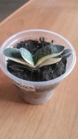 Лот: 9584902. Фото: 2. Гастерия (Gasteria Gracilis variegata... Комнатные растения и уход