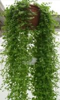 Лот: 16489404. Фото: 3. Чабер Дугласа "Indian Mint". Для дачи, дома, огорода, бани, парка