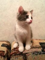 Лот: 7455261. Фото: 3. трёхцветочка с золотистой диадемой. Растения и животные