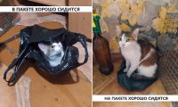 Лот: 20755554. Фото: 3. Разговорчивая кошка Нюша, трёхцветный... Растения и животные