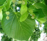 Лот: 7471061. Фото: 3. Липа крупнолистная (Tilia platyphyllos... Для дачи, дома, огорода, бани, парка