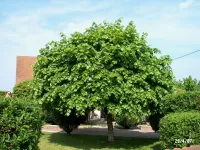 Лот: 7471061. Фото: 5. Липа крупнолистная (Tilia platyphyllos...