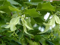 Лот: 7471061. Фото: 6. Липа крупнолистная (Tilia platyphyllos...