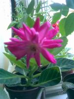 Лот: 1791830. Фото: 2. Черенок розочки малиновой (хорошо... Комнатные растения и уход