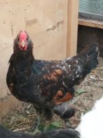 Лот: 10213190. Фото: 4. красавец петух. Красноярск