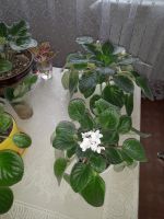 Лот: 21020811. Фото: 4. Комнатные цветы. Красноярск