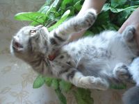 Лот: 4236882. Фото: 3. Шотландская кошечка (скоттиш-фолд... Растения и животные