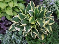 Лот: 9561944. Фото: 5. хоста Твайлайт (Hosta Twilight...