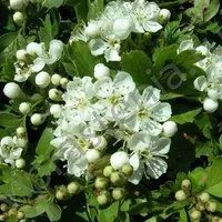 Лот: 9837233. Фото: 3. Боярышник кроваво красный (Crataegus... Для дачи, дома, огорода, бани, парка