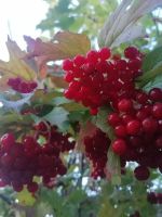 Лот: 20776912. Фото: 2. Ягода калины. Продукты
