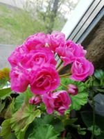 Лот: 11504339. Фото: 2. пеларгония Swanland Pink-Australien... Комнатные растения и уход